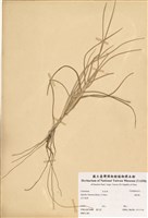 藏品(濱刺麥)的圖片